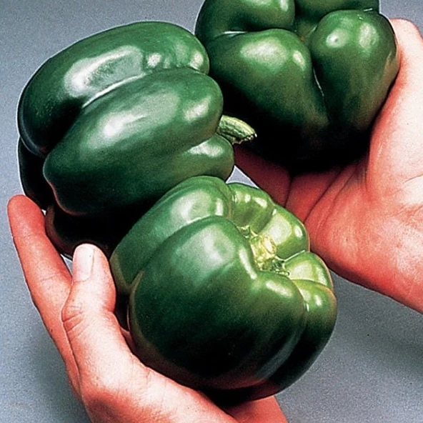 İri Meyveli Aybala F1 Dolmalık İnce Kabun Kaliforniya Biberi Tohumu (10 tohum) ürün görseli
