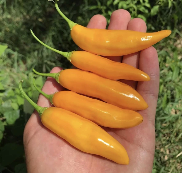 Ata Tohumları Geleneksel Aji Cito Çok Acı Biber Tohumu (15 adet)