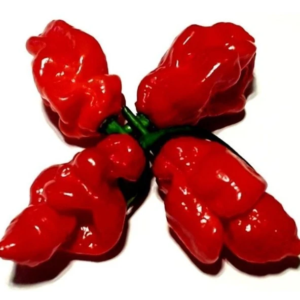 Nadir Ata Tohumları Zehir Gibi Carbonero Red Çok Acı Biber Tohumu  (10 tohum)