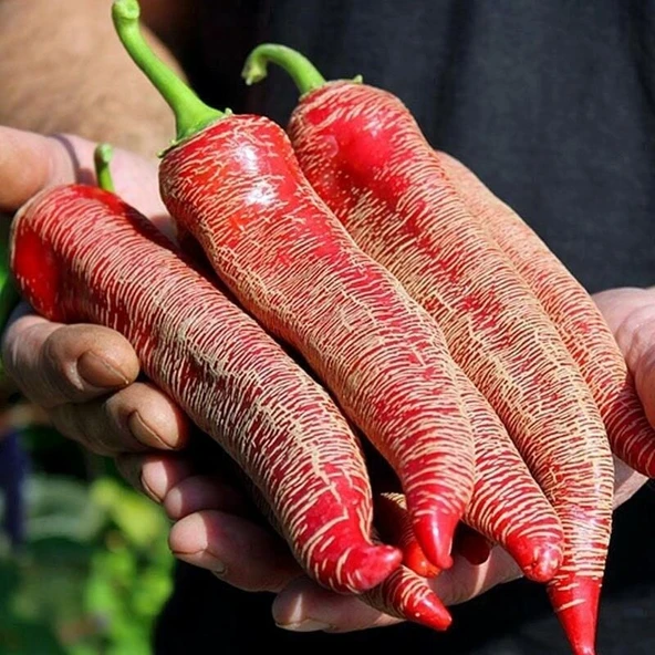 Ata Tohumları Geleneksel Çok Acı Arnavut Biber Tohumu (15 adet) ürün görseli