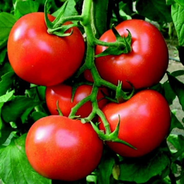 Ata Tohumları iri Meyveli Etli Oturak Falcon  Domates Tohumu (50 tohum) ürün görseli