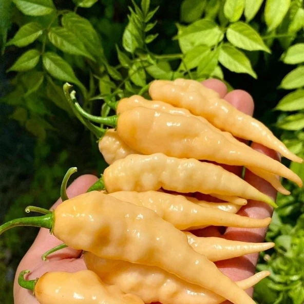 Nadir Ata Tohumları Geleneksel Jpgs Long Pheno Acı Biber  Tohumu  (10 adet)