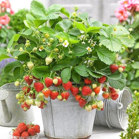 Ata Tohumları Yediveren Çilek Tohumu (100 adet) ürün görseli