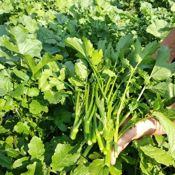 Ata Tohumları Geleneksel Doğal Hardal Otu Tohumu (100 tohum) ürün görseli