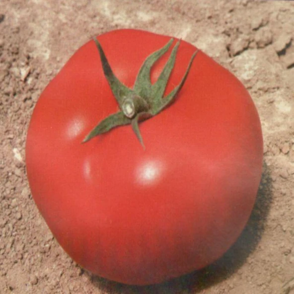 Yüksek Verimli Bt 720 F1 Oturak Hibrit Domates Tohumu (10 Tohum) ürün görseli