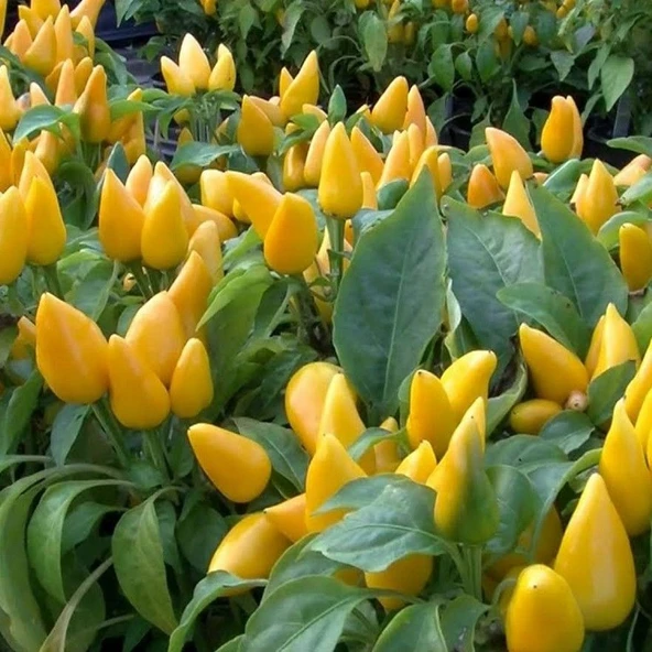 Ata Tohumları Geleneksel Angels Yellow Turşuluk Sarı Acı Biber Tohumu (10 Tohum)