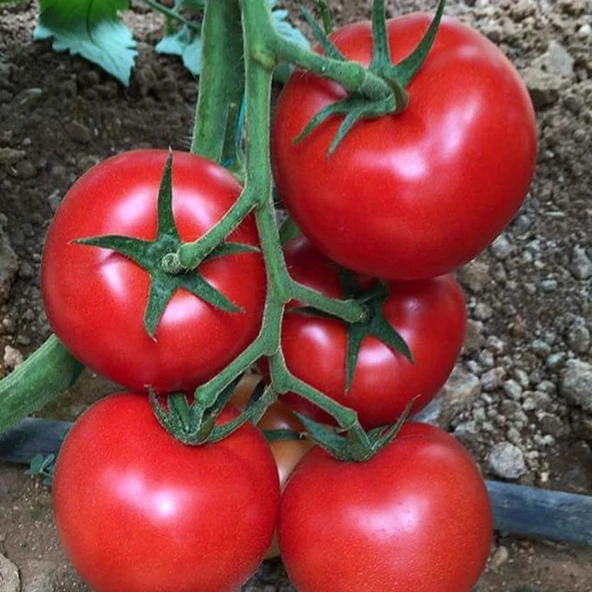 Sırık Etli Salkım Çok Taneli Esra F1 Domates Tohumu (10 tohum) ürün görseli