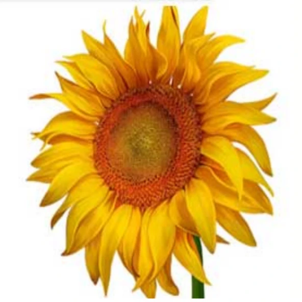 İnegöl Çerezlik Ayçekirdeği Tohumu (5 kg) ürün görseli