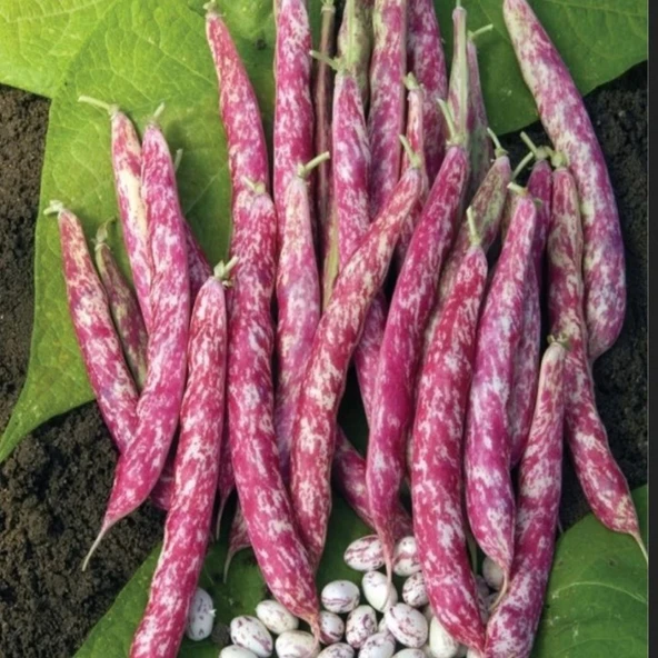 Ata Tohumu Anadolu Geleneksel Oturak Barbunya Tohumu (20 tohum) ürün görseli