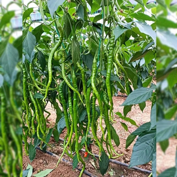 Geleneksel Ata Tohumları Tatlı Kıl Biberi Tohumu (70 adet) ürün görseli