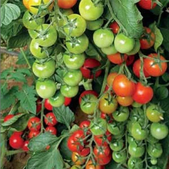 Helix F1 Çeri Domates Tohumu (10 tohum) ürün görseli