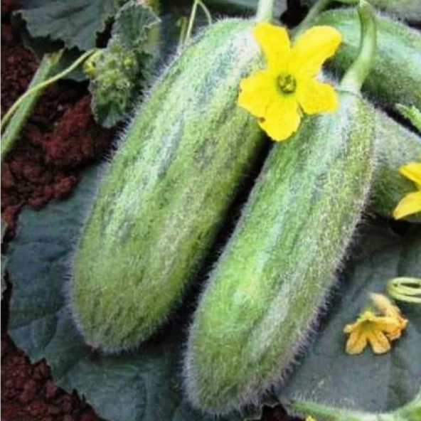 Geleneksel Tohumlar Ata Tohumu Turşuluk Sofralık Karadibek Acur Tohumu (20 tohum) ürün görseli