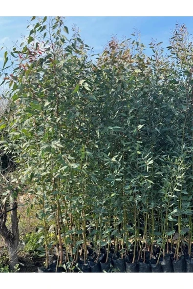 10 ADET, 3 YAŞ TÜPLÜ HIZLI BÜYÜYEN,BATAKLIK KURUTAN OKALİPTUS FİDANI BOY 200-250 CM - Resim 2