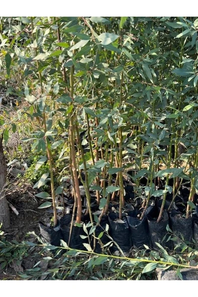 10 ADET, 3 YAŞ TÜPLÜ HIZLI BÜYÜYEN,BATAKLIK KURUTAN OKALİPTUS FİDANI BOY 200-250 CM - Resim 3