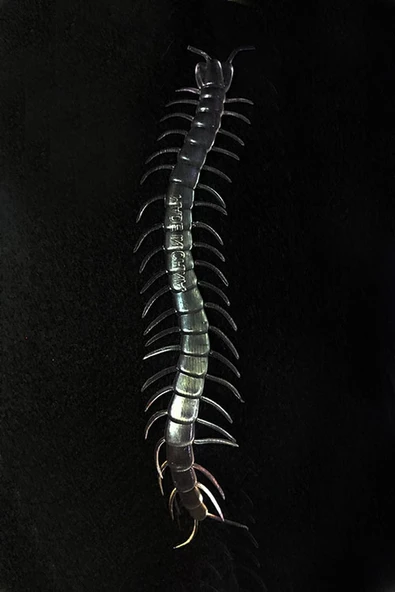 faf Renk Karanlıkta Parlayan Fosforlu Kırkayak 13 cm 1 Adet - 2