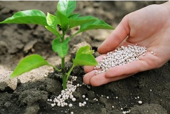 Dap Gübre Diamonyum Fosfat 18 46 0 Azot Fosfor Bitki Meyve Sebze Granül NP Taban Gübresi Yavuzer Tarım 10 Kg