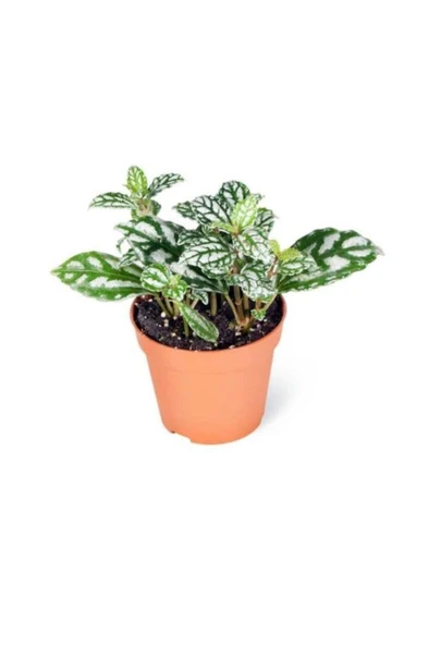 Pilea Cadierei Karyağdı Çiçeği Iç Mekan Bitkisi 10-20 cm - Resim 2