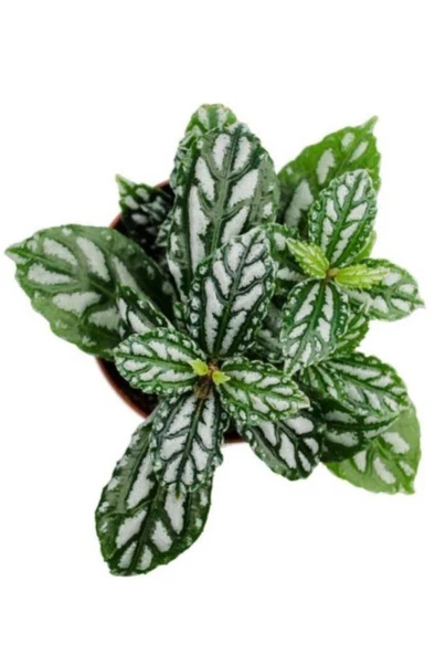 Pilea Cadierei Karyağdı Çiçeği Iç Mekan Bitkisi 10-20 cm ürün görseli