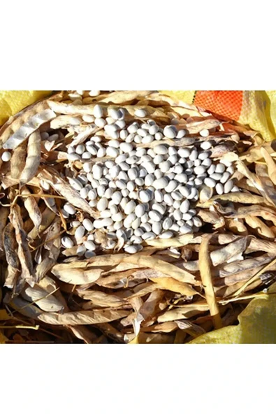 Akkuş Şeker Fasulye 1 kg - 2