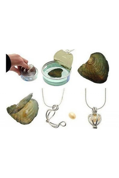 Istiridye Içinde Gerçek Inci Kolye - 2