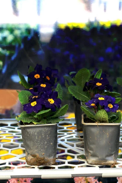 Portatif Bahçe Balkon Serası SERA - 4