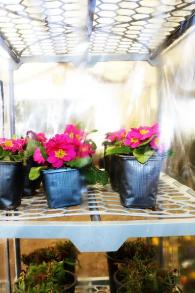 Portatif Bahçe Balkon Serası SERA - 2