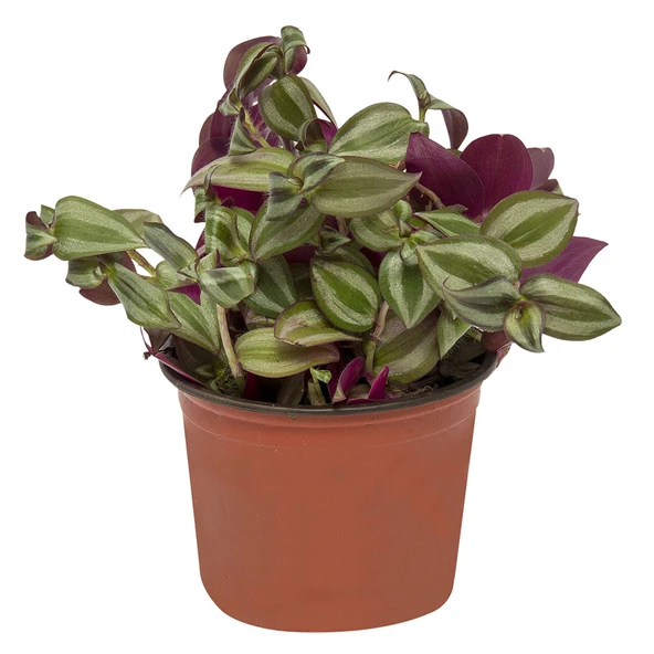 Telgraf Çiçeği (Tradescantia)