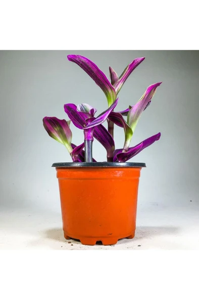 Tradescantia Nanouk Pembe Telgraf Çiçeği (8.5 Cm Saksıda) - Resim 3