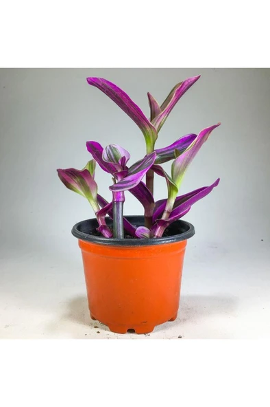 Tradescantia Nanouk Pembe Telgraf Çiçeği (8.5 Cm Saksıda) - Resim 2