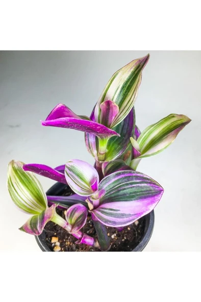 Tradescantia Nanouk Pembe Telgraf Çiçeği (8.5 Cm Saksıda) - Resim 6