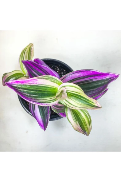 Tradescantia Nanouk Pembe Telgraf Çiçeği (8.5 Cm Saksıda) - Resim 5