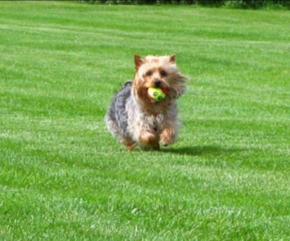 Evcil Hayvan Kedi Köpek Eğitim Topu 3 lü Set - 4