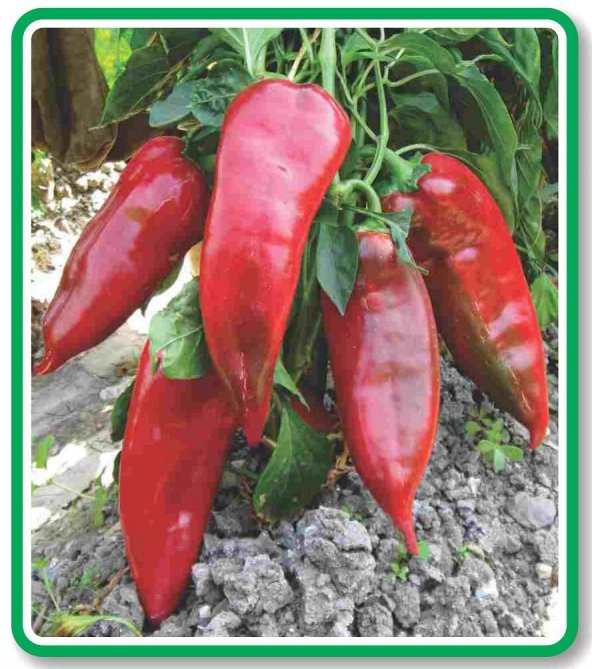 ATA TOHUMU YÖRESEL PALA YAĞLIK TATLI KÖZ BİBER 100 ADET TOHUM