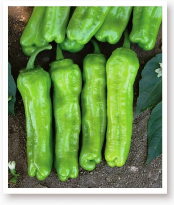 ATA TOHUMU YEŞİL BİBER MAZAMORT 100 ADET TOHUM