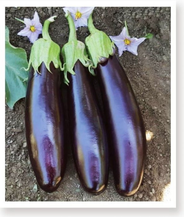 ATA TOHUMU YÖRESEL KEMER PATLICAN TOHUMU 100 ADET TOHUM