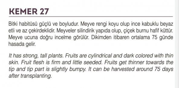 ATA TOHUMU YÖRESEL KEMER PATLICAN TOHUMU 100 ADET TOHUM - 2