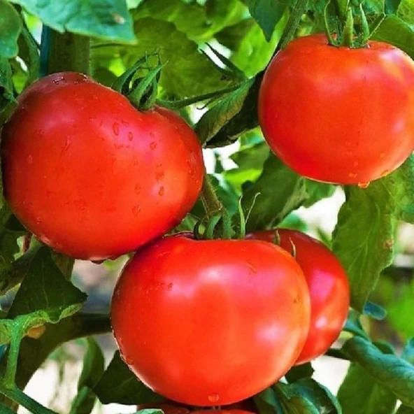 Kahvaltılık Oturak F1 Domates Tohumu (10 Tohum) ürün görseli