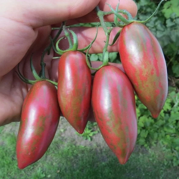 Purple Smaragd Çizgili Mor Domates Tohumu (15 Tohum) ürün görseli 1