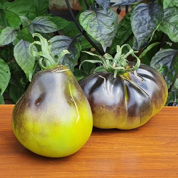 Yeşil Flanders Contrast Alacalı Domates Tohumu (15 Tohum) ürün görseli 1