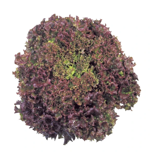 Kırmızı Yapraklı Kıvırcık Lolorosso Marul (1 gram)