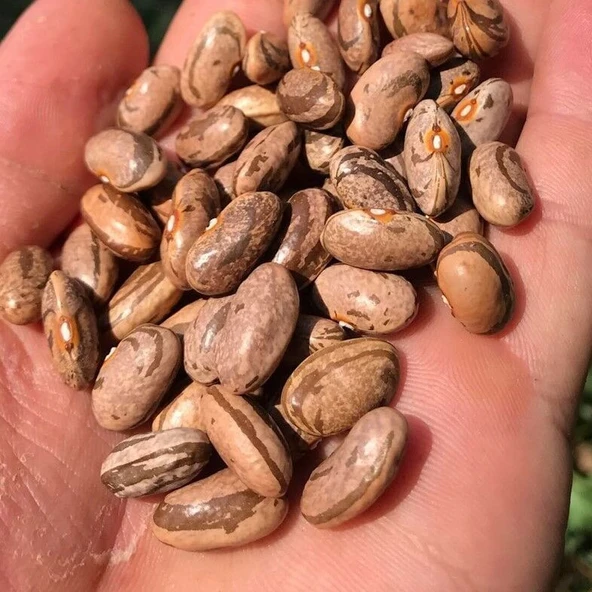 Smilyan Kateritza Alacalı Fasulye Tohumu (10 Tohum) ürün görseli