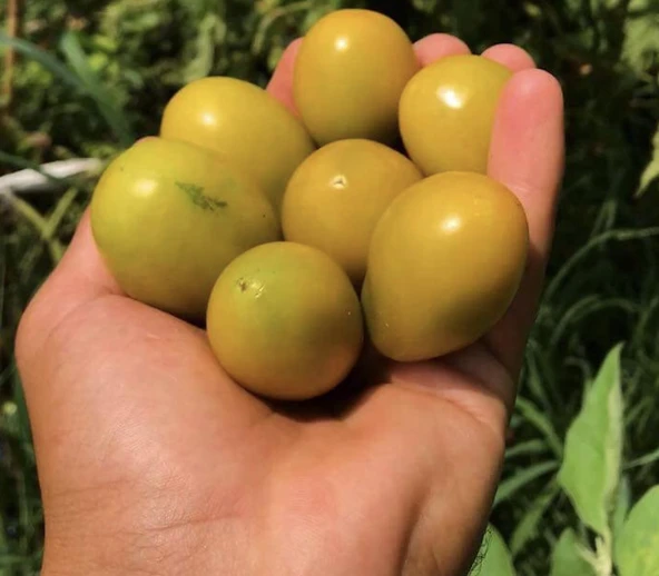 Küçük Meyveli Rahibe Domates Tohumu (15 Tohum) ürün görseli 1