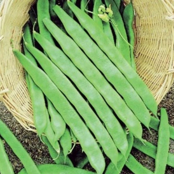 Sırık Geniş Helda Fasulye Tohumu (20 Tohum) ürün görseli 1