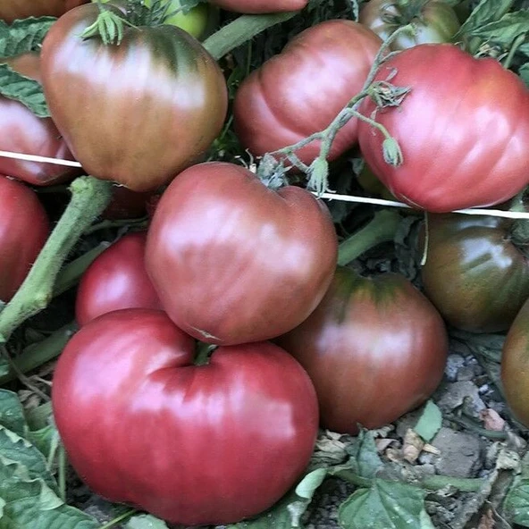 Dwarf Purple Heart Kalp Domates Tohumu (15 Tohum) ürün görseli 1
