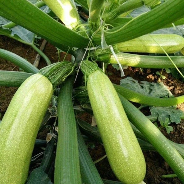 Geleneksel Kolsuz Beyaz Kabak Tohumu (20 Tohum) ürün görseli 1