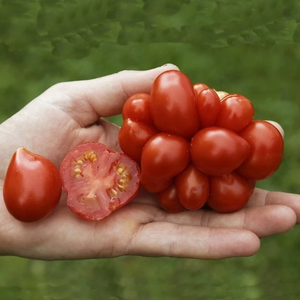 Woyage Mısır Patlağı Domates Tohumu (15 Tohum) - Resim 2
