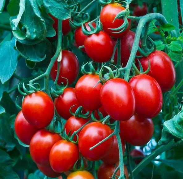 Herliom Red Cherry Domates Tohumu (15 Tohum)