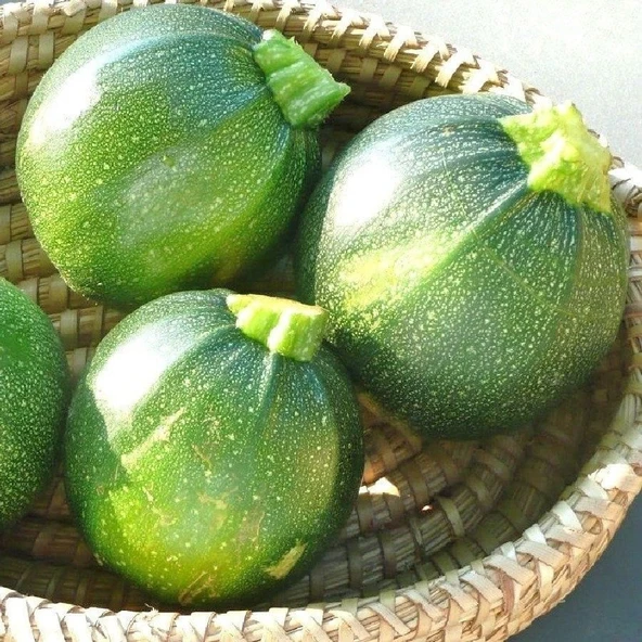 Geleneksel Yazlık Dolmalık Topak Kabak Tohumu (10 Tohum)