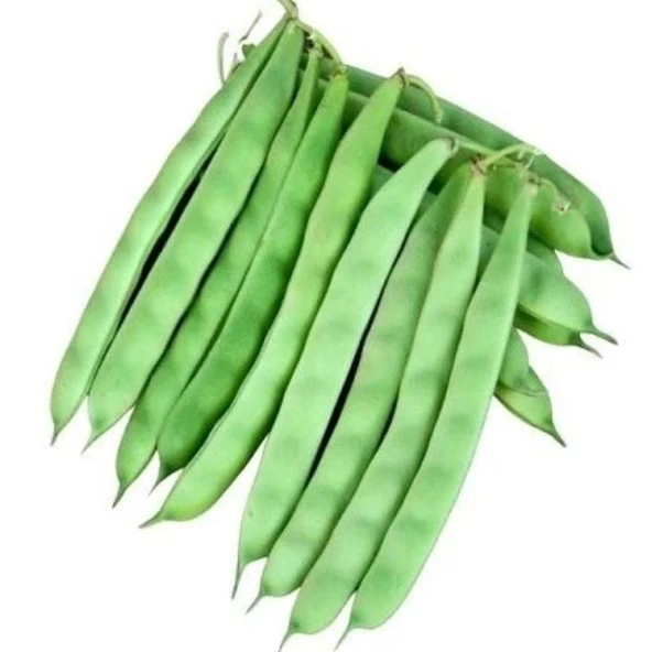 Kılçıksız Edanaz Oturak Doğal Fasulye Tohumu (20 Tohum) ürün görseli 1