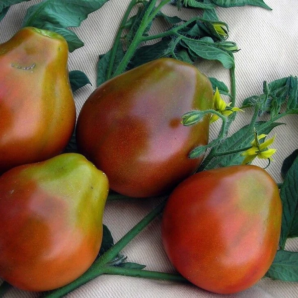 Japanese Black Trifele Kalp Şeklinde Etli Domates Tohumu (15 Tohum) ürün görseli